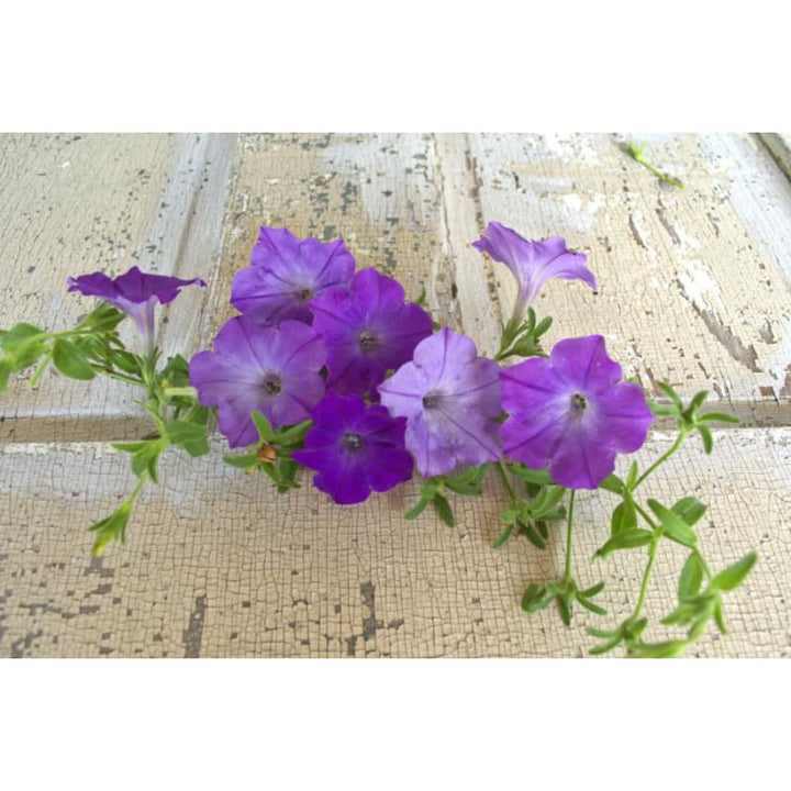 Lavender Hanging Petunia Flower Seeds for Planting – Heirloom, Non-GMO, High Germination Organic Garden Seeds