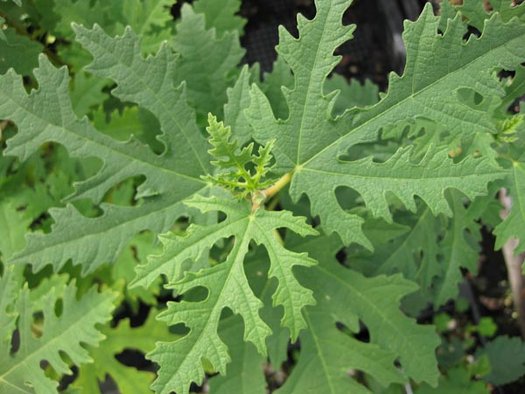Green Afghanistanica Fig seeds for planting - Heirloom & Non-GMO exotic fruit tree garden seeds