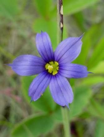 Sisyrinchium Montanum Flower Seeds for Planting | Heirloom Non-GMO Organic Garden Seeds