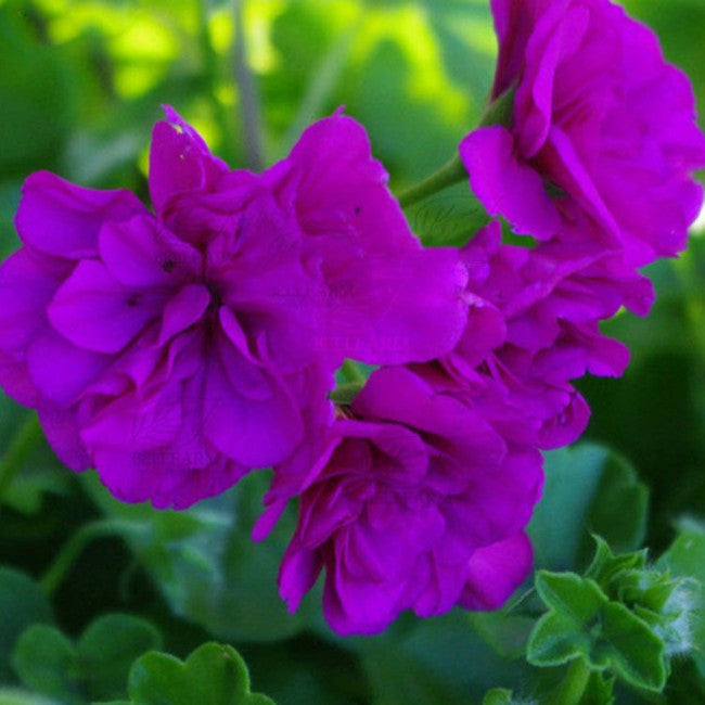 Violet Univalve Geranium Flower Seeds for Planting – Heirloom, Non-GMO, High Germination, Border Garden