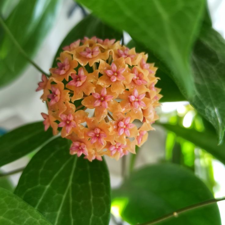 Light Orange Hoya Flower Seeds for Planting – Heirloom, Non-GMO, High Germination Organic Garden Seeds