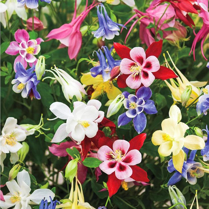 Multi-Color Aquilegia Flower Seeds for Planting – Seasonal Bloomer, Heirloom, Non-GMO, High Germination Organic Garden Seeds