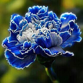 White Blue Dianthus Caryophyllus Flower Seeds for Planting – Heirloom, Non-GMO, High Germination Seeds