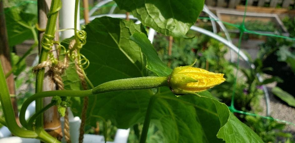 Luffa Flower Seeds for Planting – Heirloom, Non-GMO, High Germination Organic Garden Seeds