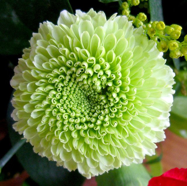 Light Green Dahlia Flower Seeds for Planting – Heirloom Non-GMO High Germination Organic Garden Seeds