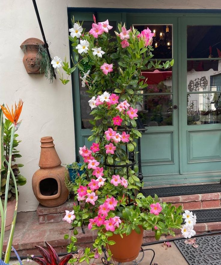 Mandevilla Flower Seeds for Planting – Wildflower Mix, Heirloom, Non-GMO, High Germination Garden Seeds