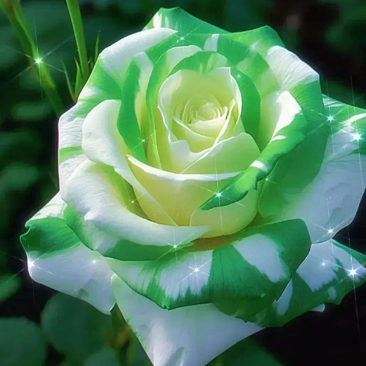 White Green Multi-Color Rose Flower Seeds for Planting – Heirloom, Non-GMO, High Germination Seeds