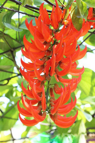 Red Jade Vine (Mucuna Bennettii) Flower Seeds for Planting – Pollinator Friendly, Heirloom, Non-GMO, High Germination Organic Garden Seeds