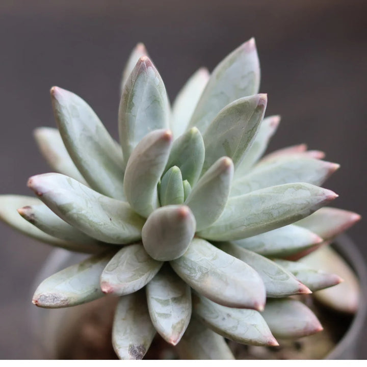 Pachyphytum Flower Seeds – Heirloom Non-GMO Organic Garden Seeds for Planting – Perfect for Borders & Succulent Gardens