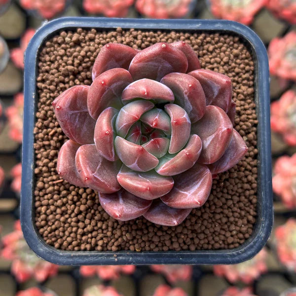 Flower Seeds, Seeds,Seeds For Planting,Plant Seeds