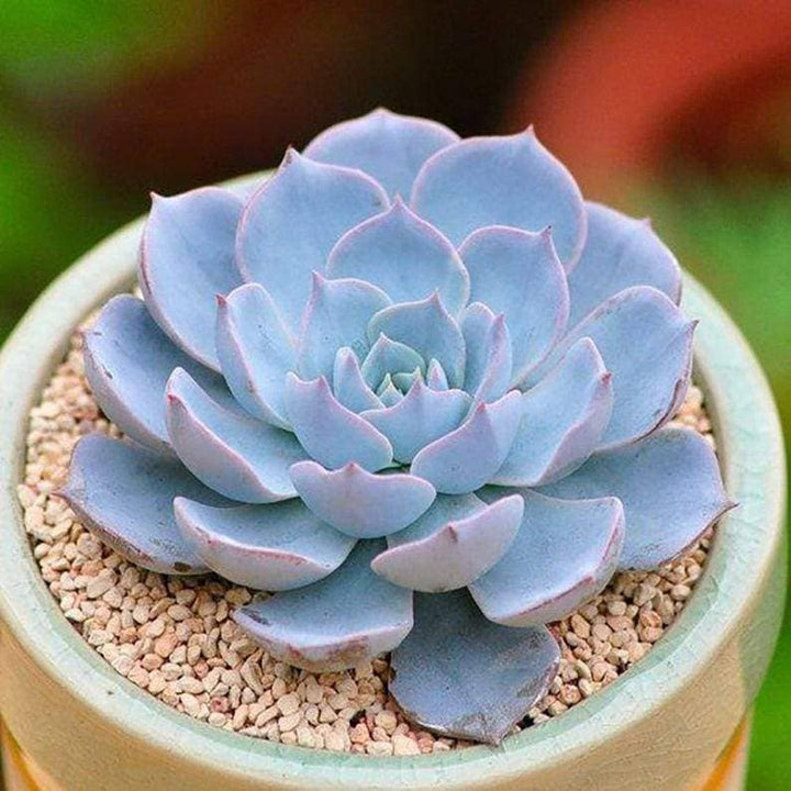 Blue Echeveria Subsessilis Flower Seeds for Planting – Sun Loving, Heirloom, Non-GMO, High Germination