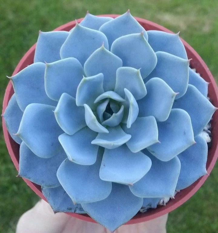 Blue Echeveria Subsessilis Flower Seeds for Planting – Sun Loving, Heirloom, Non-GMO, High Germination