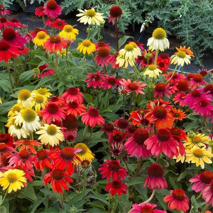 Flower Seeds, Seeds,Seeds For Planting,Plant Seeds
