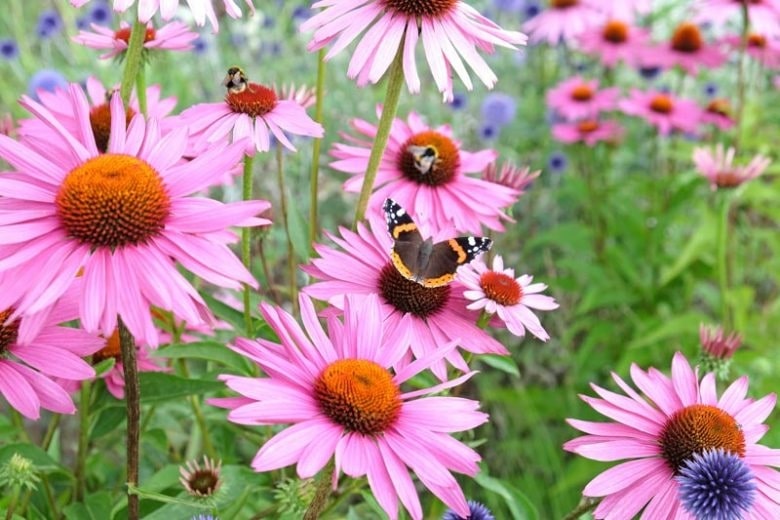 Echinacea Flower seeds for Planting - Garden Favorite, Heirloom & GMO Free Seeds for Home GardenNon-GMO High Germination