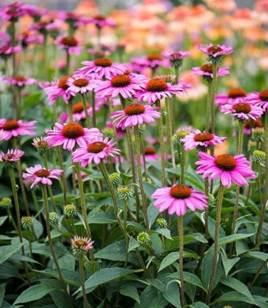 Echinacea Flower seeds for Planting - Garden Favorite, Heirloom & GMO Free Seeds for Home GardenNon-GMO High Germination