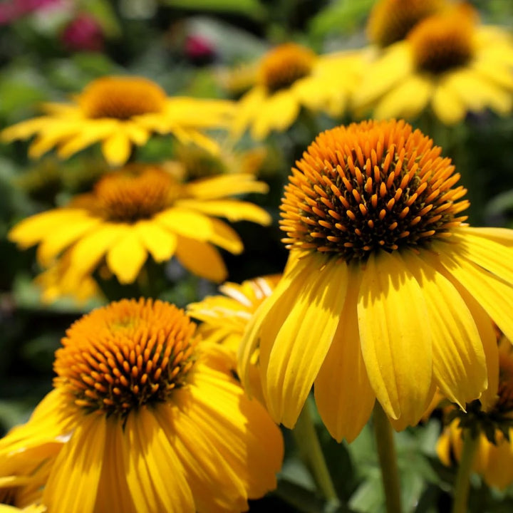 Yellow Echinacea Flower Seeds for Planting – Premium Quality, Heirloom, Non-GMO Organic Garden Seeds