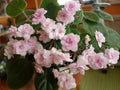 African Violet Light Pink Flower Seeds for Planting - Heirloom, Non-GMO, High Germination Organic Garden Seeds