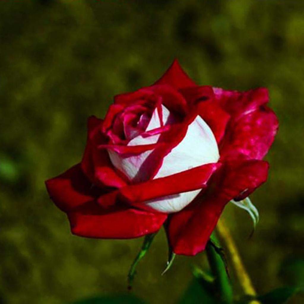 Red Mix Ruby Rose Flower Seeds for Planting - Heirloom, Non-GMO, Organic Garden Seeds, High Germination