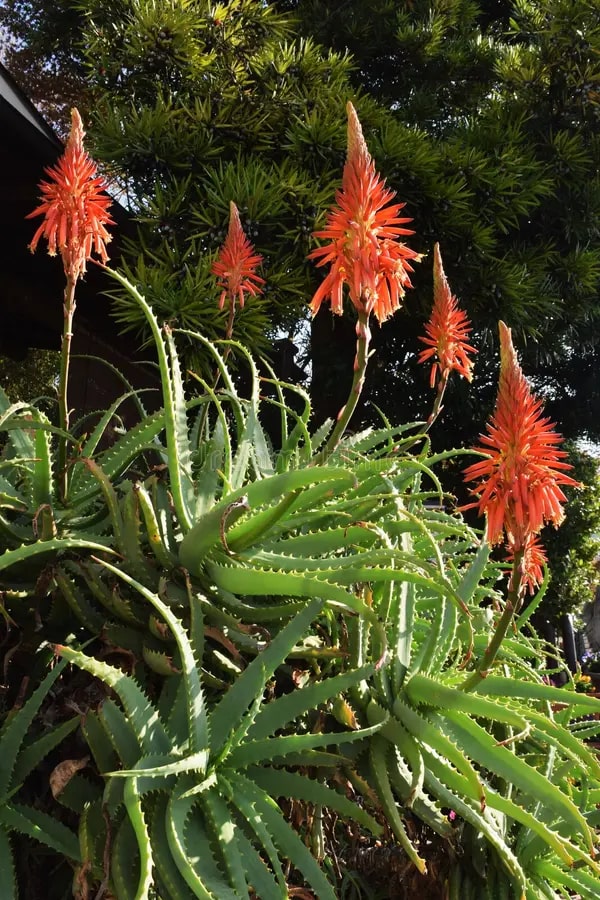 Edible Aloe Vera Flower Seeds for Planting – Heirloom, Non-GMO, High Germination Organic Garden Seeds