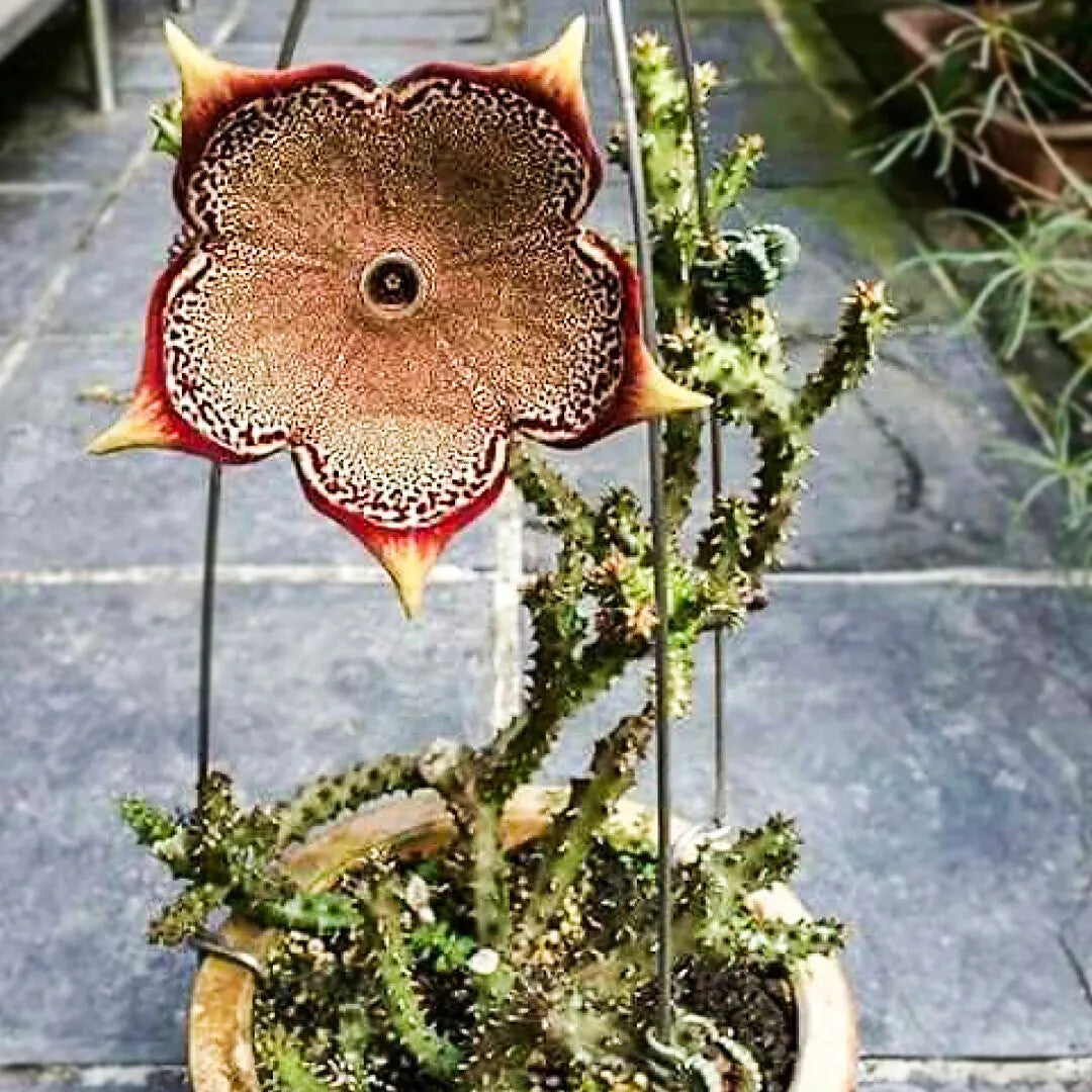 Edithcolea Flower Seeds for Planting – Heirloom Non-GMO, High Germination Organic Garden Seeds
