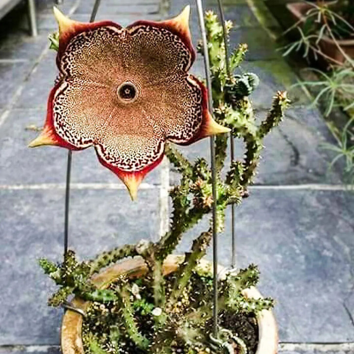 Edithcolea Flower Seeds for Planting – Heirloom Non-GMO, High Germination Organic Garden Seeds