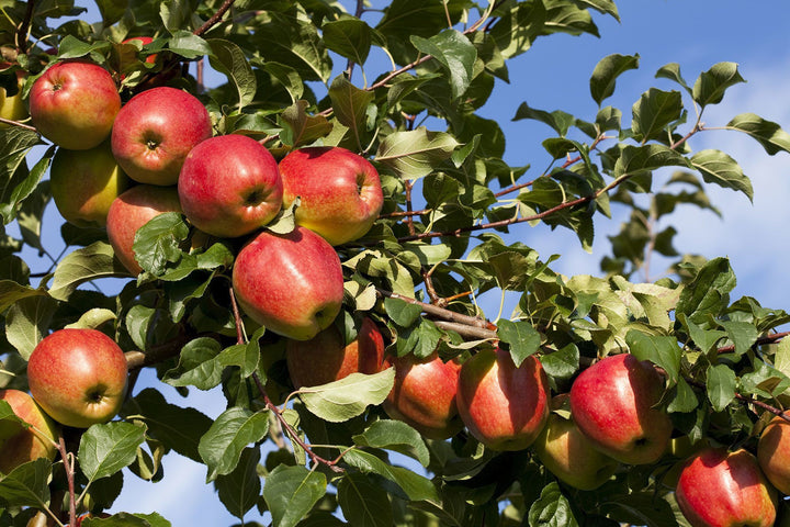 Jonagold Apple Fruit seeds – Heirloom, Non-GMO Seeds for Planting Lush Orchard Apple Trees