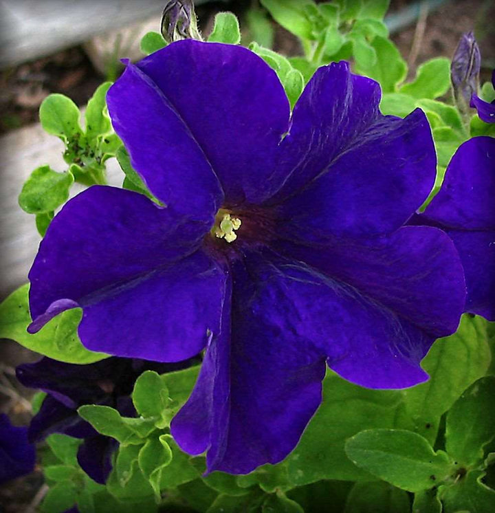 Navy Blue Petunia Flower Seeds for Planting – Heirloom Non-GMO High Germination Organic Garden Seeds