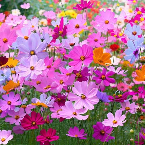 Cosmos Sensation Flower Seeds for Planting – Heirloom Non-GMO, High Germination Organic Garden Seeds