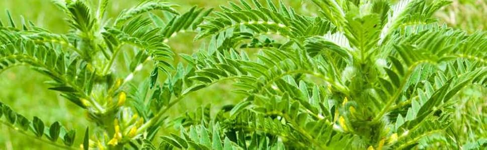 Astragalus Herb Seeds for Planting – Heirloom, Non-GMO Premium Quality Seeds for Healthy Gardens