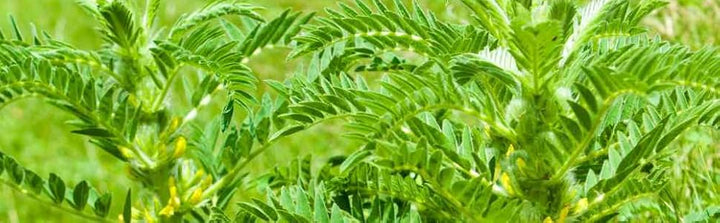 Astragalus Herb Seeds for Planting – Heirloom, Non-GMO Premium Quality Seeds for Healthy Gardens