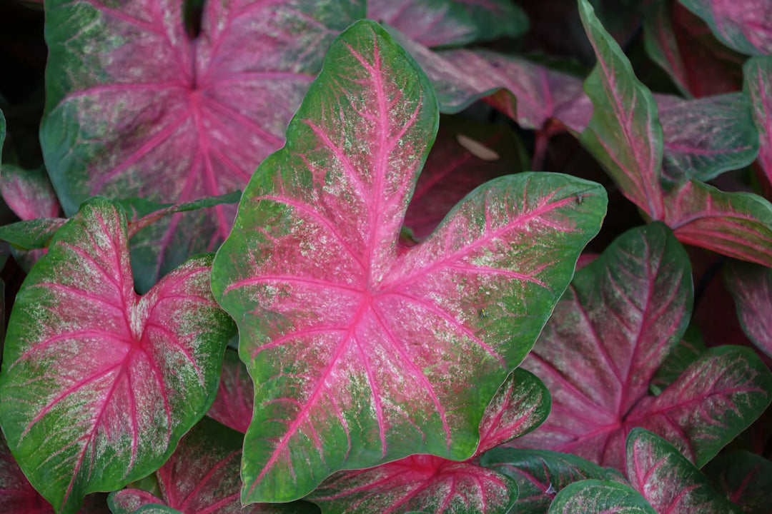 Mix Pink Caladium Flower Seeds for Planting – Heirloom Non-GMO, High Germination Organic Garden Seeds