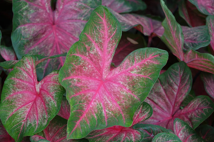 Mix Pink Caladium Flower Seeds for Planting – Heirloom Non-GMO, High Germination Organic Garden Seeds