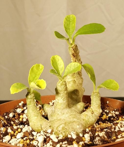 Green Dorstenia Foetida plant seeds for planting - Heirloom & Non-GMO Garden seeds