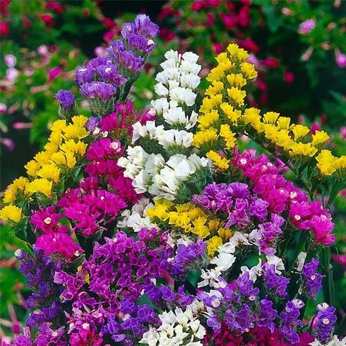 Statice Flower Seeds for Planting – Heirloom Non-GMO Cut Flower, High Germination Organic Garden Seeds