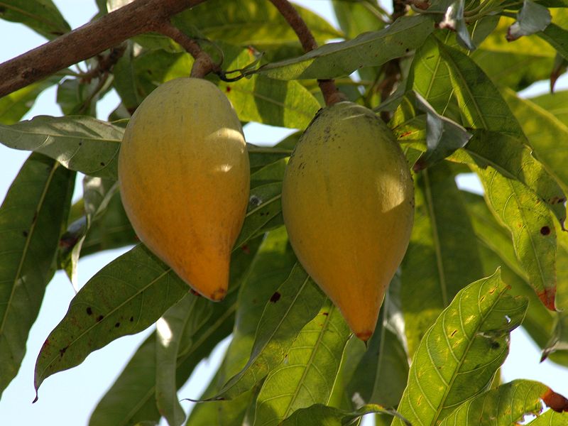 Campechiana Fruit Seeds for Planting – Heirloom, Non-GMO Rare Delicious Tropical Garden Fruit Seeds