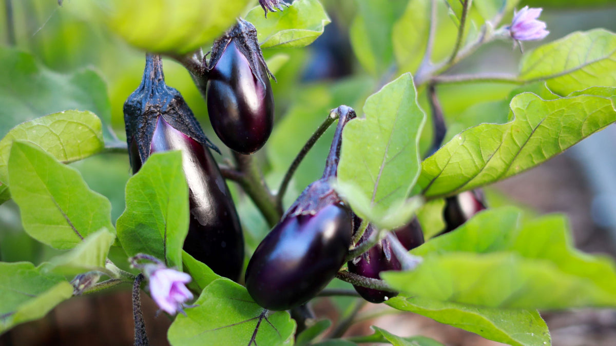 Millionaire Purple Eggplant Seeds for Planting – Heirloom Non‑GMO High Germination Organic Garden Seeds