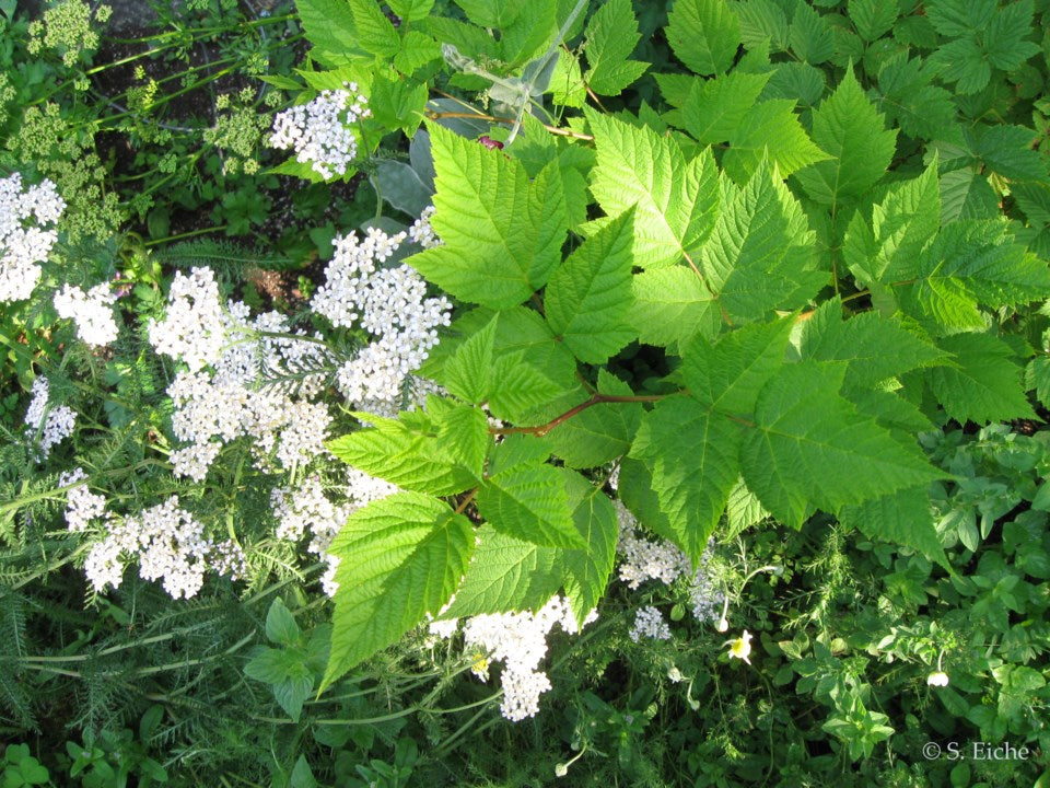 Flower Seeds, Seeds,Seeds For Planting,Plant Seeds