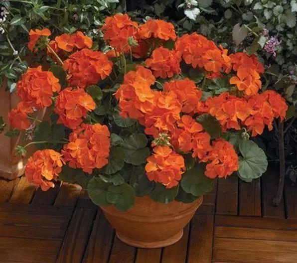 Dark Orange Geranium Flower Seeds for Planting – Heirloom, Non-GMO, High Germination Organic Garden Seeds