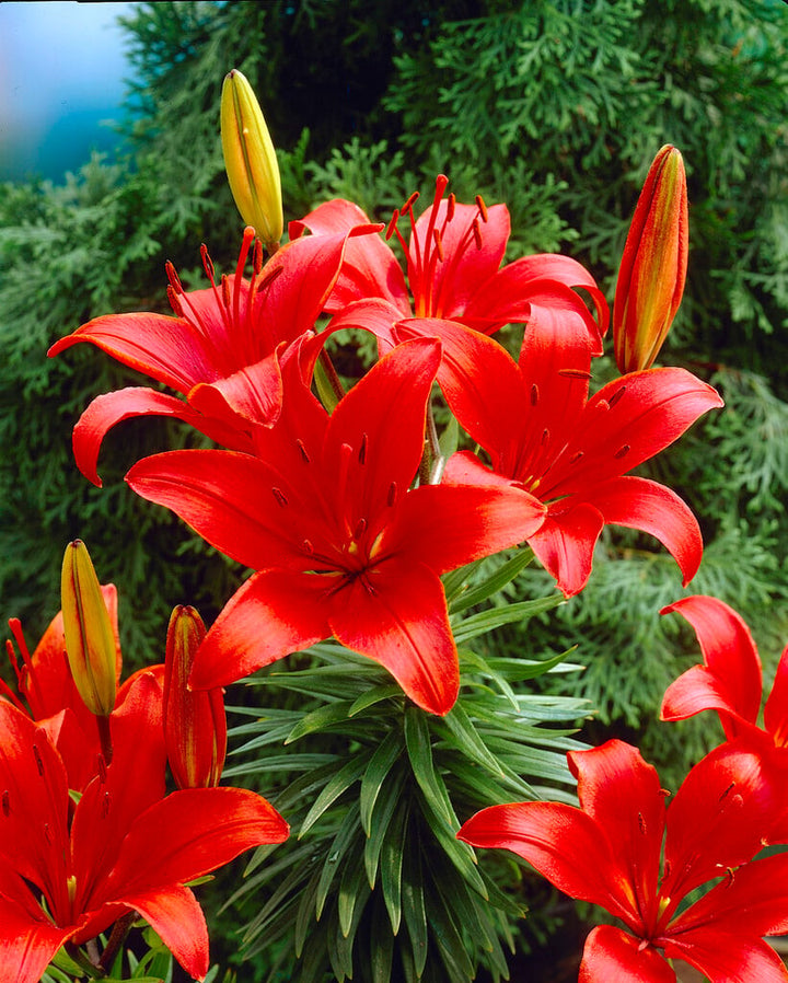 Red Lilium Flower Seeds for Planting – Heirloom, Non-GMO, High Germination Border Flowers