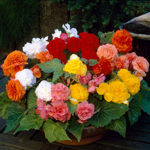 Flower Seeds, Seeds,Seeds For Planting,Plant Seeds
