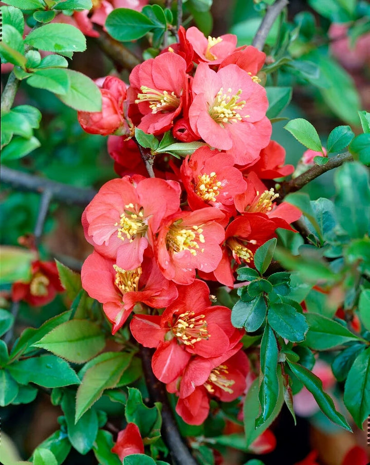 Red Quince Flower Seeds for Planting - Shade Tolerant, Heirloom, Non-GMO Seeds for Home Garden