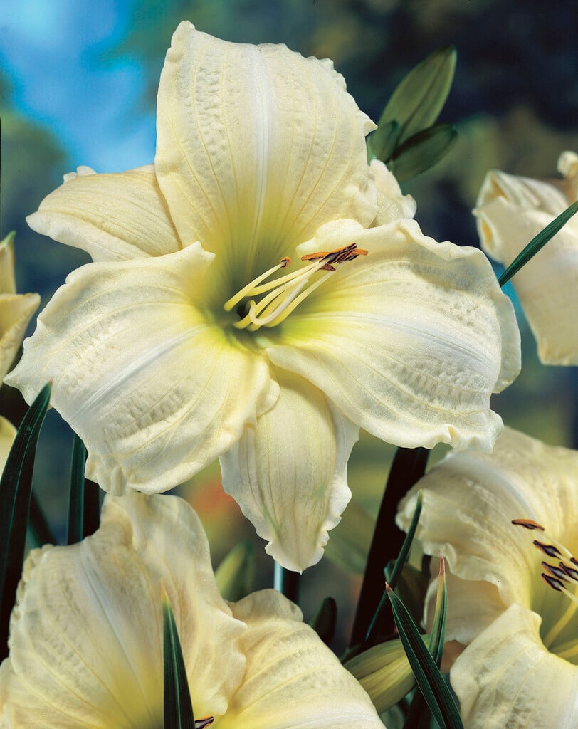 White Hemerocallis Flower Seeds for Planting – Heirloom, Non-GMO, Wildflower Mix, High Germination