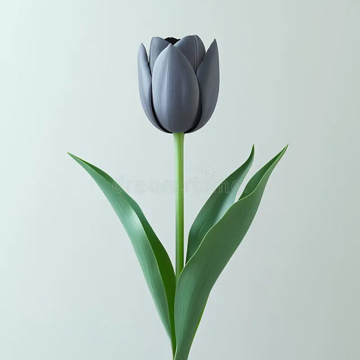 Light Grey Tulip Flower Seeds for Planting – Heirloom, Non-GMO, Hardy Variety, High Germination