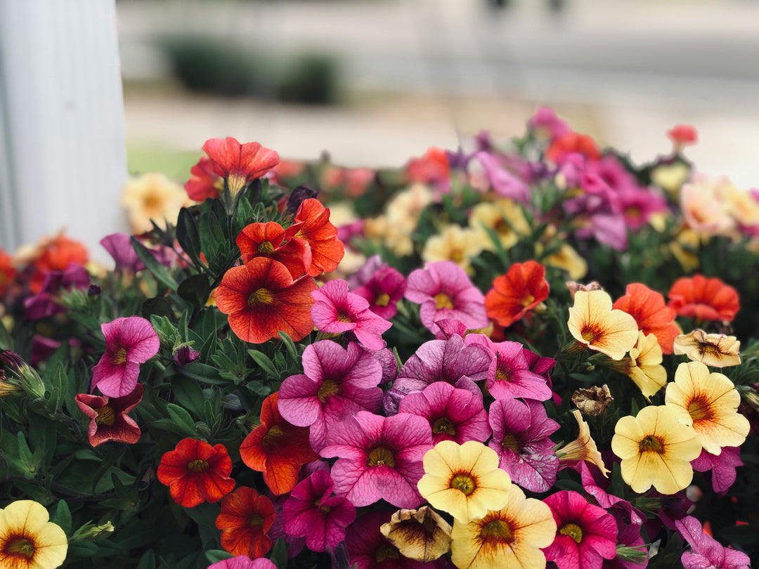 Multi-Colored Gardenia Flower Seeds for Planting – Drought Tolerant He –  Earthechoseeds