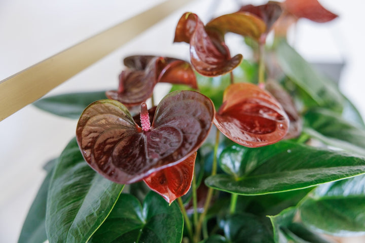 Anthurium Brown Flower Seeds for Planting – Heirloom, Non-GMO, High Germination Organic Garden Seeds