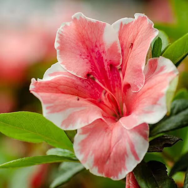 White Red Azalea Flower Seeds for Planting – Heirloom, Non-GMO, High Germination Organic Garden Seeds