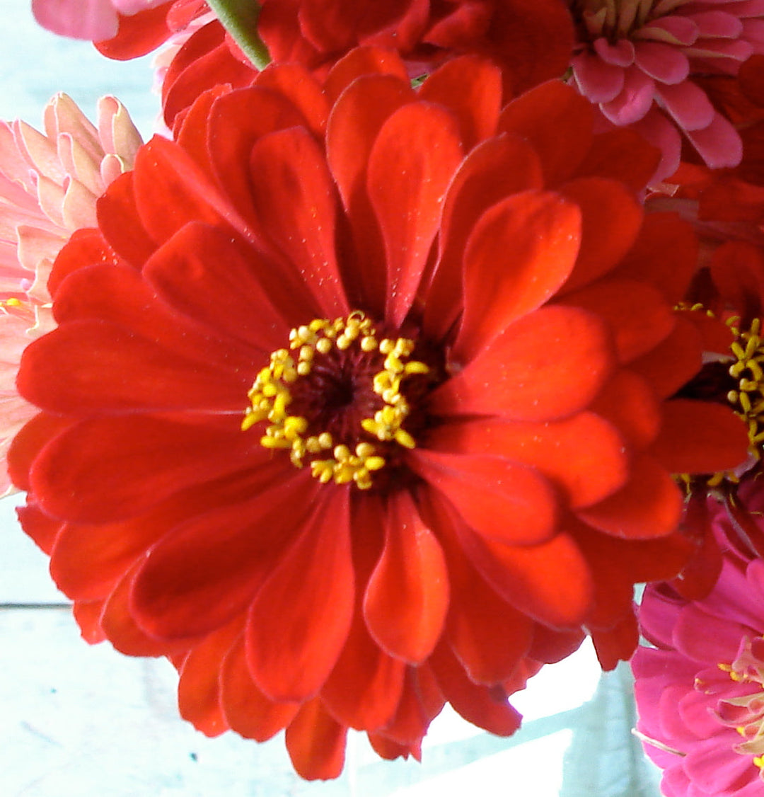 Flower Seeds, Seeds,Seeds For Planting,Plant Seeds