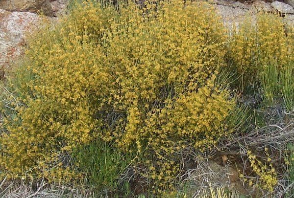 Yellow Mormon Tea Herb Seeds for Planting – Heirloom, Non-GMO Seeds for Year-Round Herbal Gardens
