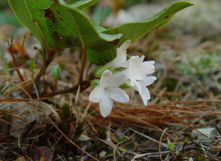 Trailing Arbutus Seeds for Planting – Heirloom, Non-GMO, High Germination Organic Garden Seeds for Vibrant Home Gardens