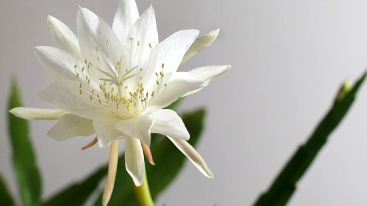 White Nopalxochia Flower Seeds for Planting – Heirloom, Non-GMO, Low Maintenance, High Germination